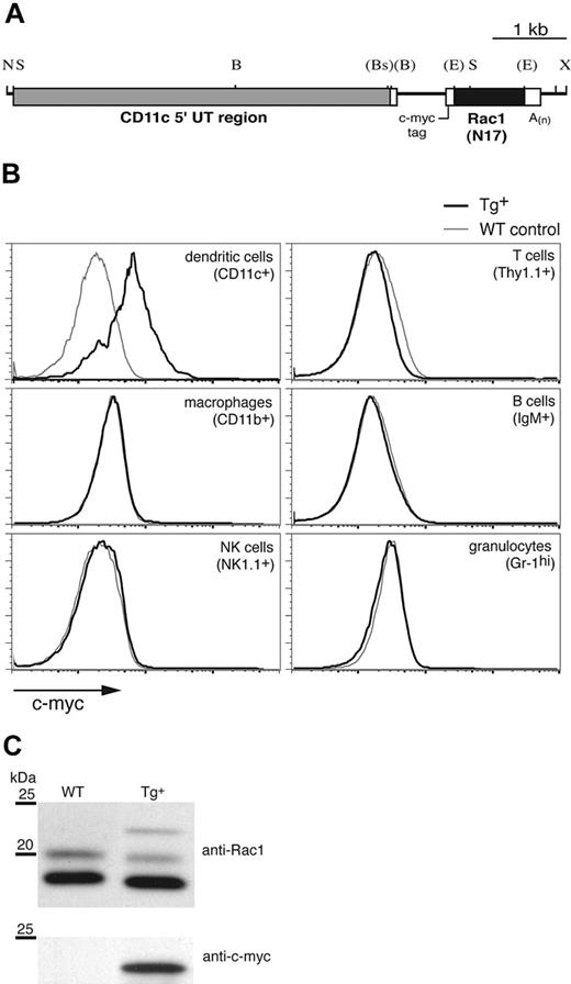 Figure 1. Generation of CD11c-Rac1(N17) Tg+ mice and selective Tg expression in DCs. To inhibit Rac1 function selectively in DCs, the DN form of the GTPase, Rac1(N17), was expressed under the control of the murine CD11c promoter in Tg mice. (A) Restriction map of the Tg construct (B indicates BamHI; Bs, BspHI; E, EcoRI; N, NotI; S, SstI; X, XhoI). Restriction sites (in parentheses) were destroyed by blunt-end cloning. (B) Splenocytes from Tg+ mice (black) and WT controls (gray) were stained to distinguish different cell types, followed by intracellular staining to detect the c-myc tag contained within the Rac1(N17) construct (x-axis). Histograms are gated on cell populations positive for the cell surface markers specified in parenthesis. (C) In vitro–cultured DCs from Tg+ mice and WT controls were analyzed for Rac1 and c-myc expression by Western blot. Lysates of purified CD11c+ cells were probed with anti-Rac1 (upper panel) and, after stripping of the membrane, anti–c-myc mAb (lower panel). The 25- and 20-kDa molecular weight markers are shown. Blots are representative of 7 WT and 8 Tg+ mice tested.