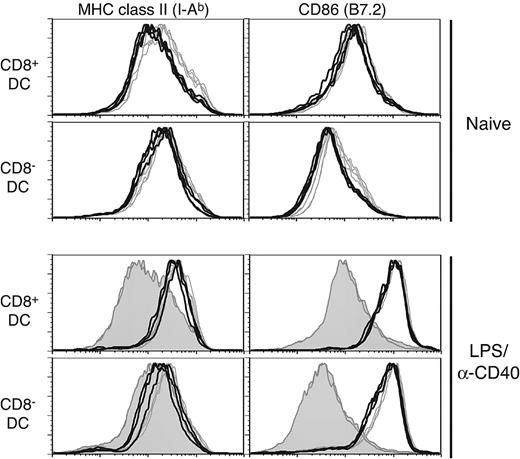 Figure 3. DC in CD11c-Rac1(N17) mice exhibit no maturation deficiency when stimulated in vivo. Splenic DCs from naive (upper histograms) or LPS/anti-CD40–injected (4 hours after injection, lower histograms) Tg+ mice (black lines) and WT controls (gray lines) were stained with mAb specific for CD11c, CD8α, and MHC class II (I-Ab) or CD86. The filled histograms represent naive controls analyzed in parallel with LPS/anti-CD40–injected animals. Histograms are gated on live CD11c+ cells, with further separation based on expression of CD8 (CD8+ DCs, top panels; CD8- DCs, bottom panels).