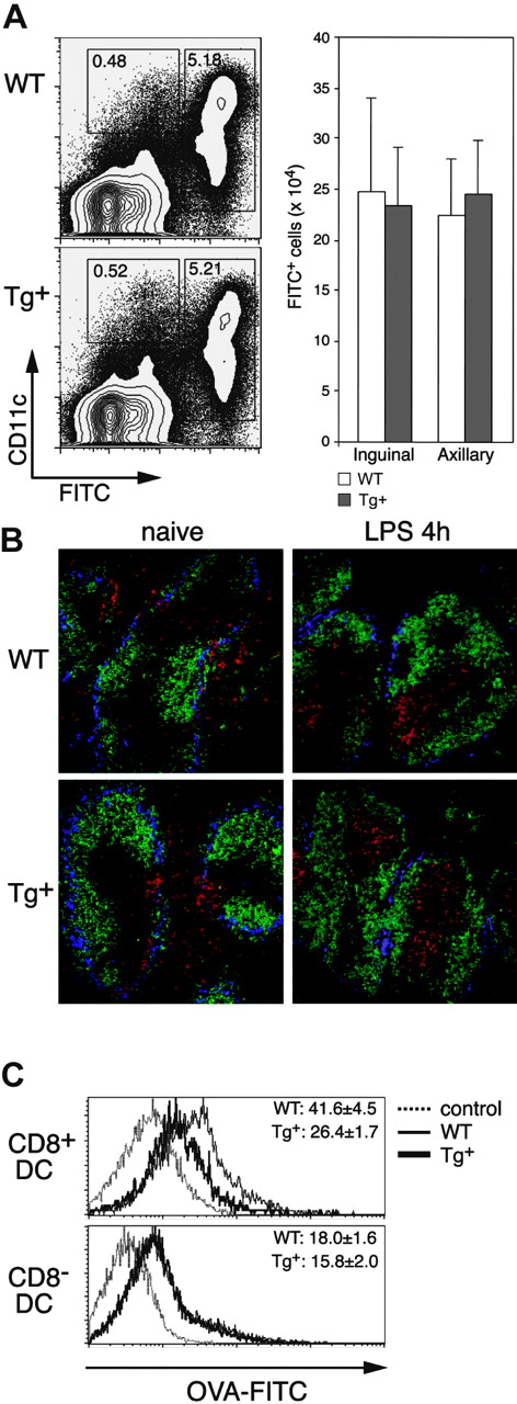Figure 4. Impact of DC-selective DN Rac1 expression on DC migration and macropinocytosis in vivo. (A) FITC (2 mg) was applied to the shaved abdomens of Tg+ and WT mice, and the draining (inguinal and axillary) LNs were harvested 24 hours later. Inguinal LNs and axillary LNs from each mouse were combined, subjected to collagenase/DNase digestion, and stained with anti-CD11c mAb and PI. Dot plots of axillary LNs from representative mice are gated on PI- cells, with FITC and CD11c staining as indicated. The mean (± SD) numbers of FITC+ cells in the combined inguinal and combined axillary LNs from single mice are shown for 3 mice per group. Data are from one experiment of 3 performed, all with similar results. (B) Immunofluorescence staining of cryostat sections from spleens of naive (left) or LPS-injected (4 hours, right) mice. WT and Tg+ mice were stained with the following mAbs: B220-FITC (green), CD11c-PE (red), and Moma-biotin (+ SA-Cy5, blue). Photographs were taken with a × 20 objective. (C) Mice were injected with FITC-OVA, and analysis of CD8+ DCs (upper histograms) and CD8- DCs (lower histograms) from spleens of control (injected with unlabeled OVA, dotted lines), WT (thin line), and Tg+ (thick line) mice was performed 1 hour after injection. Numbers indicate the mean (± SD, n = 3) FITC fluorescence from one experiment. Similar differences were found in 3 independently performed experiments.