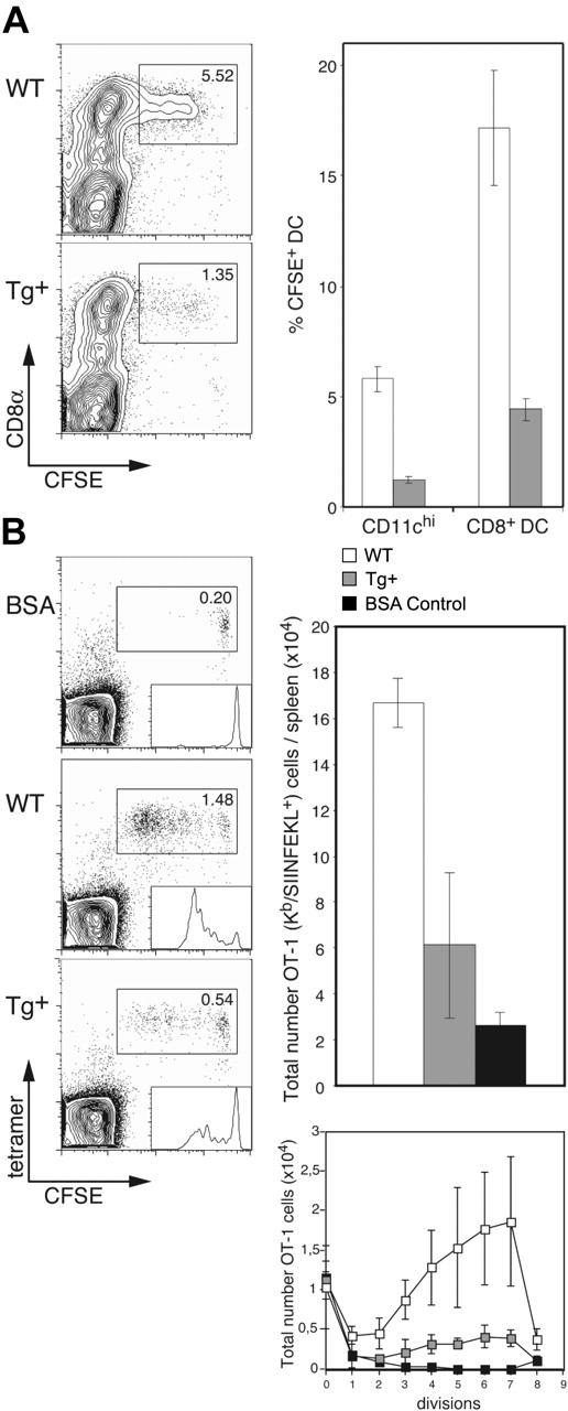 Figure 5. Impaired apoptotic cell uptake and cross-presentation by CD8+ DCs in CD11c-Rac1(N17) mice. (A) Tg+ mice and WT controls were injected with 1 × 107 CFSE-labeled allogeneic (BALB/c) B cells, and spleens were harvested 14 hours later. Following collagenase/DNase digestion, splenocytes were stained with mAb specific for CD11c and CD8α. Dot plots are gated on CD11chi cells, with CFSE labeling and CD8 staining as indicated. The frequencies of CFSE+ cells among all DCs (CD11chi) and CD8+ DCs are shown (mean ± SD, n = 3). Data are representative of 2 independent experiments with similar outcome. (B) CFSE-labeled OT-1 cells (1 × 106) were transferred into Tg+ mice and WT controls, followed by injection of 1 × 106 OVA- or BSA (control)–loaded β2m-/- cells 1 day later. Spleens were harvested 3 days after the second injection, digested with collagenase/DNase, and stained with anti-CD8α mAb, H2-Kb/SIINFEKL tetramers, and PI. Dot plots are gated on CD8+ cells, with CFSE labeling and tetramer staining as indicated. Histogram analysis of CFSE+ OT-1 cells is shown as inserts in the dot plots. Total numbers of OT-1 (Kb/SIINFEKL tetramer-positive) cells per spleen (upper graph) and OT-1 cells per cell division (lower graph) were calculated; the mean (± SD) is shown for 3 mice per group (BSA, n = 2). Results from one experiment are shown and are representative 3 independent experiments performed.