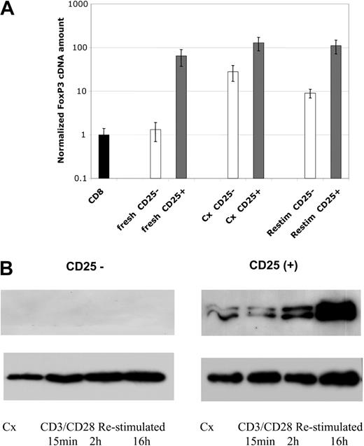 Figure 5. FoxP3 mRNA and protein expression. (A) Levels of FoxP3 mRNA were assessed by real-time PCR analysis. Samples include freshly isolated cells, cell lines after 4 weeks of culture, and 4 week–cultured cell lines 24 hours after restimulation with anti-CD3/CD28 beads, as indicated. Data are plotted as fold comparison to mRNA levels present in freshly isolated CD8+ T cells. CD4+CD25--derived cells and lines are indicated by blue bars and CD4+CD25+ cells and lines by burgundy bars. (B) Western blot analysis of FoxP3 protein expression in cultured cells. Cell lines were cultured for 4 weeks and restimulated with anti-CD3/CD28 beads for 15 minutes, 2 hours, or overnight. The level of histone H3 was used as a loading control for nuclear proteins. Results representative of 4 independent experiments.