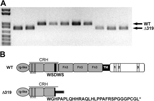 Figure 1. The Δ319 G-CSFR mutant localizes to the WSXWS motif. (A) Heterozygous expression of the WT G-CSFR and Δ319 mutant. PCR amplification products from cDNA from the patient's neutrophils were cloned into pCR4 and restriction digestion with EcoRI was performed, demonstrating a 50:50 mix of clones expressing the WT (upper arrow) or Δ319 (lower arrow) G-CSFR. (B) Schematic diagram of the Δ319 mutant. The mutation in panel A results in a 191-bp deletion and frame shift immediately distal to the W318 codon, producing 29 missense codons followed by a premature stop codon. The deletion disrupts the WSXWS motif and deletes the 3 terminal Fn3 domains in the extracellular region and the entire transmembrane and cytoplasmic domains.