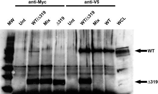 Figure 4. Constitutive oligomerization of the WT and Δ319 G-CSFR forms in vivo. CHO cells transiently transfected with the WT, Δ319, or both G-CSFR forms (WT/Δ319) were lysed, immunoprecipitated with the indicated antibodies (anti-Myc or anti-V5), and then immunoblotted with anti–G-CSFR antibody (sc9173). Unt indicates untransfected cells as a negative control; Mix, prior to immunoprecipitation WT lysates were mixed 1:1 with Δ319 lysates; WCL, protein extract from WT cells (50μg), as a positive control.