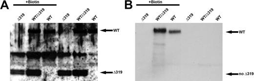 Figure 5. Absence of the Δ319 G-CSFR at the cell surface. Surface proteins from CHO cells transfected with only the WT or the Δ319 G-CSFR, or both receptor forms were left unlabeled or labeled with biotin (+ Biotin) using the membrane impermeable sulfo-NHS-LC-Biotin (Pierce), lysed, then immunoprecipitated with anti-Myc and/or anti-V5 antibodies, and immunoblotted with either anti–G-CSFR (sc9173) to detect the WT and Δ319 receptor forms (A) or with HRP-conjugated streptavidin to detect biotinylated surface proteins (B).
