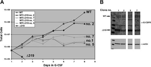 Figure 6. The Δ319 mutant abrogates proliferative signaling by the WT G-CSFR. BaF3 cells transfected with the WT G-CSFR (WT), Δ319 G-CSFR, or both receptor forms (WT/Δ319) were grown in G-CSF–containing media (10 ng/mL) for the indicated times. Results with 4 independent Δ319 clones with varying levels of expression of the mutant receptor are shown. (Left) Growth curve of transfectants; (Right, upper panel) WCLs from cells transfected with both the WT G-CSFR and the indicated Δ319 G-CSFR mutant clones shown in panel A were immunoblotted with anti–G-CSFR antibody (sc9173). (Right, lower panel) The blot in the upper panel was stripped and reblotted with anti-actin antibody to control for protein loading.