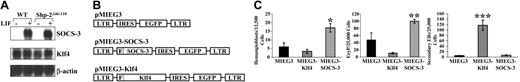 Figure 1. SOCS-3 promotes, whereas Klf4 inhibits, ES cell differentiation. (A) Northern blot analysis of LIF stimulation of SOCS3 and KLF4 in WT and Shp-2Δ46-110 ES cells (representative of 2 independent experiments). (B) Schematic diagram of retroviral vectors used to conduct functional studies. IRES indicates internal ribosome entry site; LTR, long terminal repeat. (C) Transduced and sorted ES cells were subjected to in vitro differentiation for hemangioblasts, primitive erythroid (EryP) progenitors, and secondary EBs; data represent 2 independent experiments with cultures plated in triplicate; *P = .02 for pMIEG3-SOCS-3 versus pMIEG3; **P = .03 for pMIEG3-SOCS-3 versus pMIEG3; ***P = .0002 for pMIEG3-Klf4 versus pMIEG3. Error bars represent SEM. Statistics were analyzed using the 2-tailed, unpaired, Student t test.