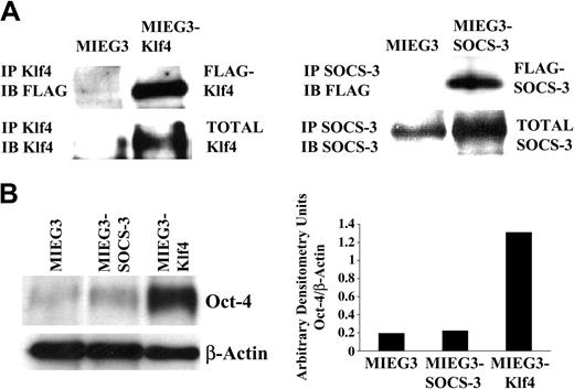 Figure 2. Overexpression of Klf4 results in sustained Oct-4 expression. (A) Immunoprecipitation studies demonstrating that the exogenously introduced (FLAG epitope-tagged) Klf4 and SOCS-3 proteins are expressed in transduced ES cells and that, consistently, total Klf4 and SOCS-3 protein levels are increased compared to cells transduced with vector alone. (B) Evaluation of Oct-4 protein levels in d6 EBs derived from pMIEG3-, pMIEG3-SOCS-3–, and pMIEG3-Klf4–transduced ES cells. Oct-4 band intensities normalized to β-actin band intensities are shown graphically. IP indicates immunoprecipitation; IB, immunoblotting.