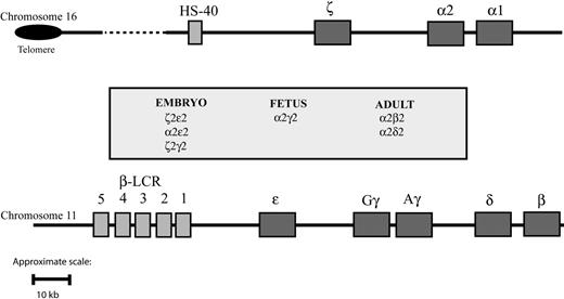Figure 1. Schematic representation of the human globin gene clusters. Theα-like globin cluster (top) is situated near the telomeric region of the short arm of chromosome 16 and includes the ζ, α2, and α1 globin genes, which are under the control of an upstream remote regulatory region, HS-40 (so-called because it is a DNase I hypersensitive site located approximately 40 kb upstream of the 5′ end of the ζ globin gene). The β-like globin cluster (bottom) is interstitial and located on the short arm of chromosome 11; expression of the genes in this cluster is under the control of a group of remote regulatory elements/DNase I hypersensitive sites collectively known as the locus control region (LCR). Pseudogenes and the θ globin gene, whose functional significance is unknown, are not represented. To make visualization of them easier, the globinlike genes are represented over a larger space of genome than they actually span.
