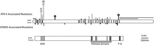 Figure 4. Schematic representation of the spectrum of ATRX mutations that have been described in boys with ATR-X syndrome with those found in ATMDS. The ATRX gene (top, with introns not to scale) is aligned with ATRX protein (bottom) to allow comparison of the mutation site with functionally important protein domains such as the ADD (ATRX, DNMT3, DNMT3L) zinc-finger domain (ADD includes a C2-C2 type of zinc finger and the closely located PHD motif), helicase domains, P-box, and Q-box. ATR-X–associated mutations are represented above the ideogram of the ATRX gene, and mutations associated with ATMDS are denoted below. (•) Mutations predicted to cause protein truncation (frameshifts and nonsense mutations) and null mutations. (○) Amino acid changes, including in-frame insertions and deletions. Recurrent mutations in ATR-X syndrome are indicated by a number inside the circle, representing the number of families in whom the mutation has been identified. Circles denote point mutations and extended lines denote the extent of large deletions in 2 pedigrees with ATR-X syndrome. Modified with permission from Steensma et al.6
