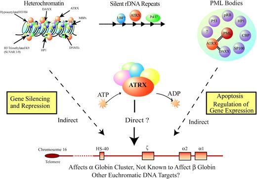 Figure 7. Model for how ATRX might influence gene expression. ATRX is part of a multiprotein complex that uses the energy of ATP to remodel chromatin or its associated DNA in a way that affects transcriptional activity at euchromatic loci, including the α-globin gene cluster. This interaction may be a result of alteration of the regional distribution of heterochromatin by the complex or of recruitment of transcription factors (directly or indirectly) that alter gene expression. ATRX function may be associated with its presence at one of its target nuclear locations (eg, heterochromatin, ribosomal DNA repeats, PML bodies) in addition to euchromatic sites. Potential points for interaction between ATRX and MDS, leading to a more severe hematologic phenotype than in ATR-X syndrome, include the multiprotein complex, of which ATRX is a part; transcription factors, whose binding to DNA is affected by the ATRX complex; and epigenetic modifications of histone-associated DNA, leading to alterations in local chromatin conformation.