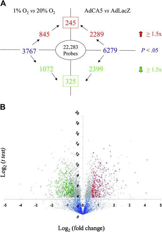 Figure 1. Identification of genes regulated by hypoxia and HIF-1. (A) Experimental design and summary of results. The number inside the oval indicates the total number of gene probes on the microarray. Text in blue indicates the total number of gene probes showing a statistically significant difference between experimental conditions (1% O2 vs 20% O2; AdCA5 vs AdLacZ). The number in the box indicates the total number of gene probes with a statistically significant 1.5-fold or higher increase (red) or decrease (green) in expression in response to both 1% O2 and AdCA5. (B) Volcano plot of 1% O2 versus 20% O2 data. For each gene probe, the log2 (mean fold change in gene expression) is plotted on the x-axis and the log2 (t test) is plotted on the y-axis. Blue dots represent gene probes with P > .05 by t test. Gray dots represent gene probes with P < .05. Green crosses indicate the 325 gene probes with a statistically significant 1.5-fold or higher decrease in expression in response to both hypoxia and AdCA5. Red crosses indicate the 245 gene probes with a statistically significant 1.5-fold or higher increase in expression in response to both hypoxia and AdCA5.