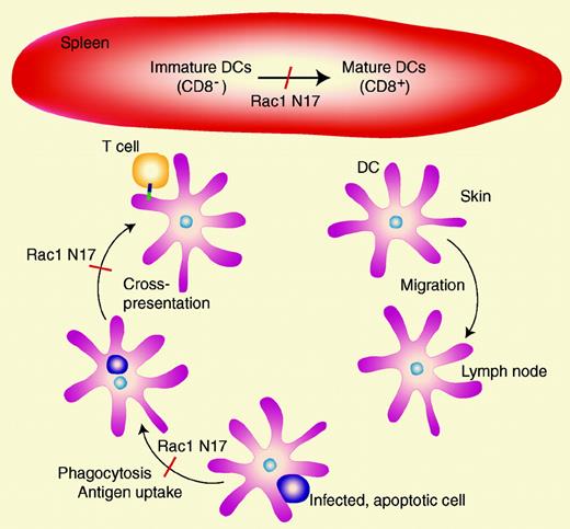 Rac1 is required for DC maturation, phagocytosis, antigen uptake, and cross-presentation to T cells in DC-specific expression of Rac1 N17 in transgenic mice. Migration of DCs from skin to lymph nodes was not impeded in these mice, suggesting that Rac1 is not required for DC migration through tissues.