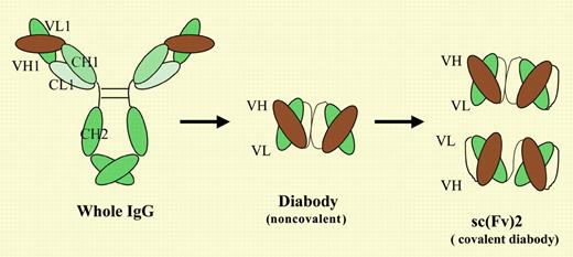 Dramatic conversion of the agonistic activities of VB22B antibody against TPO dependent cells. See the complete figure in the article beginning on page 562.
