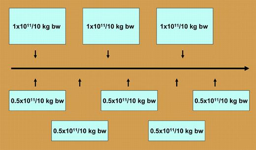 Platelet transfusion in AML and autologous stem cell transplantation. Schematic presentation of the randomized platelet transfusion trial and its major outcomes. Patients with acute myeloid leukemia or autologous stem cell transplantation received either the standard dose of 0.5 × 1011 platelets/10 kg b.w., or a higher dose of 1 × 1011 platelets/10 kg b.w. The high dose group had longer periods until the trigger of 20 000 platelets/μL was reached but received numerically more platelets.