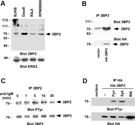 Figure 1. 3BP2 is phosphorylated by BCR engagement. (A) Lysates of various B-cell lines were analyzed by Western blot for 3BP2 expression. ERK2 expression was used as a control to quantify protein levels in each lane. (B) Daudi cells were transfected with a plasmid encoding HA-tagged 3BP2 or empty vector. HA-immunoprecipitates were then probed with anti-3BP2 or anti-HA antibodies. The membrane was reprobed with anti-HA antibody to control 3BP2 protein expression. (C) BCR cross-linking results in 3BP2 tyrosine phosphorylation. Daudi cells were stimulated for 5 minutes with anti-IgM antibody (2 μg/mL). Immunoprecipitates were prepared with anti-3BP2 antibody and probed with antibodies to phosphotyrosine and 3BP2. (D) COS-1 cells were transiently cotransfected with expression plasmids encoding HA-tagged 3BP2 and Fyn, Syk, or Btk constructs. HA-immunoprecipitates were probed with antiphosphotyrosine antibody. The membrane was reprobed with anti-HA antibody to control 3BP2 protein expression.
