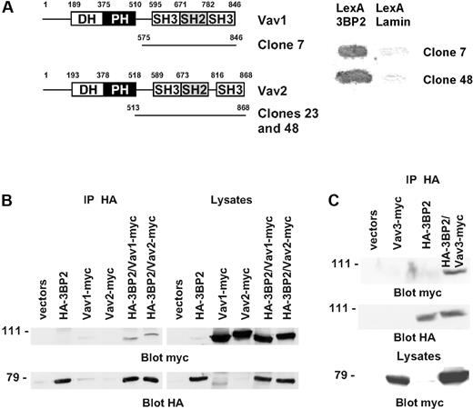 Figure 2. Interaction of 3BP2 with Vav family members. (A) A yeast 2-hybrid screen of a human lymphocyte library using LexA-3BP2 as bait was performed. Shown are the accession number of the different Vav cDNAs isolated during this screen, and the number of independent clones for each cDNA. (B) COS-1 cells were transiently transfected with expression plasmids encoding HA-tagged 3BP2, myc-tagged Vav1, myc-tagged Vav2, or combinations of these plasmids as indicated. Immunoprecipitates were prepared with anti-HA antibody and probed with anti-myc antibody. The membranes were then reprobed with anti-HA antibody to control 3BP2 protein expression. (C) A combination of HA-tagged 3BP2 and myc-tagged Vav3 were expressed in COS-1 cells and coimmunoprecipitations were performed.