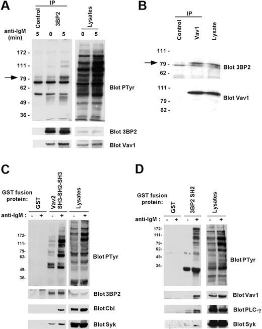 Figure 3. Binding of 3BP2 to Vav1 in B cells. (A) Interaction between endogenous 3BP2 and Vav1 in B cells. Daudi cells were activated for 0 or 5 minutes with anti-IgM antibody and lysed in NP-40 lysis buffer supplemented with 0.1% SDS. Immunoprecipitates were prepared with anti-3BP2 or irrelevant (control) antibodies and probed with antiphosphotyrosine antibody. The membranes were then stripped and reprobed with antibodies against 3BP2 and Vav1. (B) Interaction between 3BP2 and Vav1 in lipid raft-dissociating conditions. Unstimulated Daudi cells were lysed in 1% octylglucoside lysis buffer, and immunoprecipitates were prepared with anti-Vav1 or irrelevant (control) antibodies and probed with anti-3BP2 antibody. The membranes were then stripped and reprobed with antibodies to Vav1. (C-D) In vitro interaction between 3BP2 and Vav proteins. Lysates from unstimulated (–) or anti-IgM–stimulated (+) Daudi cells were mixed with GST or GST Vav2 SH3-SH2-SH3 fusion proteins (B), or with GST or GST 3BP2 SH2 fusion proteins (C) that were immobilized on glutathione beads. Bound proteins were detected by immunoblotting with the indicated antibodies.