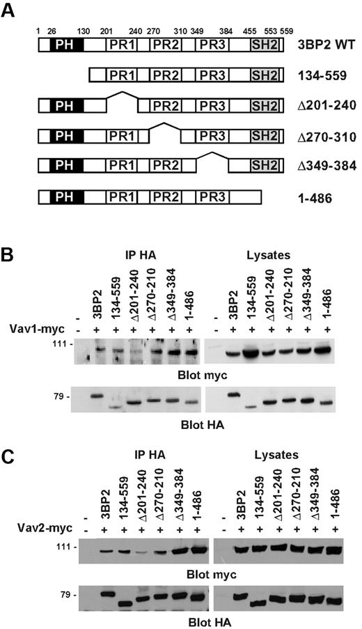 Figure 4. Mapping of the constitutive binding domain of Vav1/2 on 3BP2. (A) Schematic structures of the 3BP2 mutants used in these experiments. The PH, proline-rich (PR), and SH2 domains are represented by black, white, and gray boxes, respectively. COS-1 cells were transiently cotransfected with expression plasmids encoding myc-tagged Vav1 (B) or Vav2 (C), and various HA-tagged 3BP2 mutant constructs. Immunoprecipitates were prepared with anti-HA antibody and probed with anti-myc antibody. The membranes were then stripped and reprobed with anti-HA antibody to control 3BP2 protein expression.