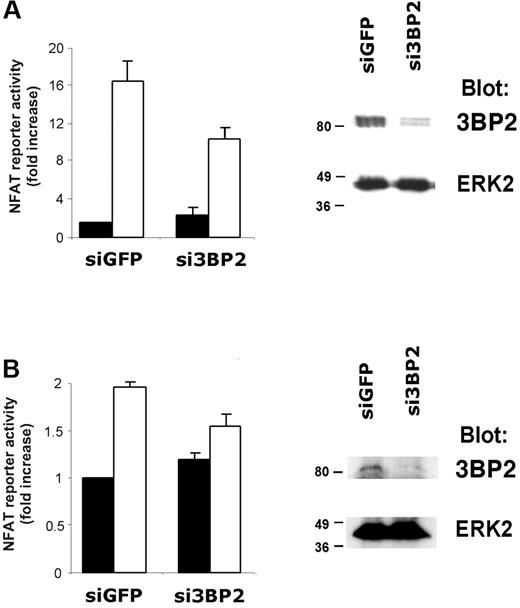 Figure 6. RNA interference of 3BP2 decreases BCR signaling to NFAT. Jurkat (A) or Raji (B) cells were transfected with 3BP2 siRNA (si3BP2) or control siRNA (siGFP) in the presence of fluorescein-conjugated control siRNA. After 24 hours, cells were sorted by FACS, lysed, and protein expression was determined by immunoblotting with antibodies against 3BP2 and ERK2 (right panels). For determination of NFAT activity in 3BP2 knock-down cells, Jurkat (A) or Raji (B) cells were electroporated with 2 μg siRNA, 15 μg NFAT reporter, and 3 μg Renilla luciferase plasmid. After 18 hours, cells were stimulated or not for 6 hours and luciferase activity was measured and normalized (left panels). Values represent the mean plus or minus the standard deviation from triplicate samples.