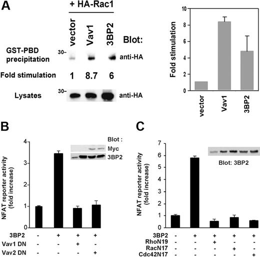 Figure 7. Functional cooperation between 3BP2, Vav proteins, and Rho GTPases during NFAT activation. (A) 3BP2 activates Rac1 in Jurkat T cells. Cells were transfected with the indicated plasmids. After 24 hours, active forms of HA-Rac1 were captured by incubation of lysates with a GST-PDB fusion protein and glutathione beads. After extensive washings, bound HA-Rac1 proteins were detected by anti-HA immunoblotting. Expression of total HA-Rac1 was assessed on aliquots of cell lysates. Fold stimulation of GTP-bound HA-Rac1 was determined following normalization against total HA-Rac1 (left panel). The average of 2 representative experiments is shown (right panel). Daudi cells were cotransfected with 5 μg NFAT luciferase reporter and HA-tagged 3BP2 in the presence of either (B) 30 μg Vav1 L213A (Vav1 DN) or Vav2 L212A (Vav2 DN) or (C) 30 μg Rho N19, Rac N17, or Cdc42 N17, and luciferase activity was measured. Values represent the mean plus or minus the standard deviation from triplicate samples. Samples from the same lysates were immunoblotted with anti-myc or anti-3BP2 antibodies (insets).