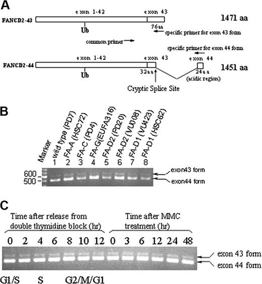 Figure 1. Expression of 2 splice variants of the FANCD2 gene. (A) Schematic representation of 2 splice variants of FANCD2. A 24–amino acid (aa) sequence, containing 50% acidic residues, is encoded by exon 44 sequence. (B) Detection of FANCD2-44 and FANCD2-43 mRNAs by RT-PCR in various FA cell lines. (C) Detection of FANCD2-44 and FANCD2-43 mRNAs by RT-PCR throughout the cell cycle or following exposure to MMC. The indicated primer pairs (A) were used to amplify the alternatively spliced mRNAs. The mRNA was prepared from either uncorrected lymphoblasts from the indicated FA subtypes, from cells in different stages of the cell cycle, or following exposure to MMC. Ub indicates ubiquitin.