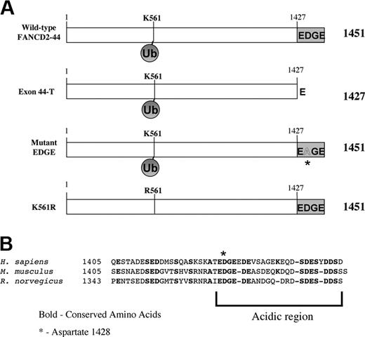 Figure 2. Generation of cDNAs encoding normal splice variants and mutant forms of the FANCD2 protein. (A) Schematic series of FANCD2 proteins. (B) Alignment of amino acids encoded by exon 44 sequence derived from Homo sapiens, M. musculus, and R. norvegicus. The sequence is highly acidic and the D1428 residue is conserved.