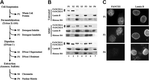 Figure 5. Monoubiquitinated FANCD2 is preferentially retained in the chromatin fraction. (A) Protocol for nuclear fractionation of transduced FA-D2 fibroblasts. Cytoplasm and nucleoplasm were extracted by permeabilization with detergent, and resulting nuclei were nuclease-digested and extracted with NH2SO4. Supernatants (S) and pellets (P) were analyzed for FANCD2, histone H4 (chromatin marker), and lamin B (nuclear matrix marker) by Western blot. (B) Monoubiquitinated FANCD2 is preferentially retained in detergent-insoluble nuclei (P2) and is subsequently extracted with chromatin (S4). (C) FANCD2 nuclear foci are extracted with the chromatin fraction. HeLa cells were grown on coverslips and exposed to IR (15 Gy). After 12 hours, cells were prepared for immunofluorescence microscopy with an antibody to either FANCD2 or lamin B, as indicated. Immunofluorescence microscopy was performed on either unpermeabilized (whole) cells (equivalent to P1 fraction), cells permeabilized with Triton X-100 (equivalent to P2), or cells permeabilized and extracted with DNase I and ammonium sulfate (equivalent to P4 fraction). FANCD2 and lamin B images are from different representative cells. Original magnification × 630.