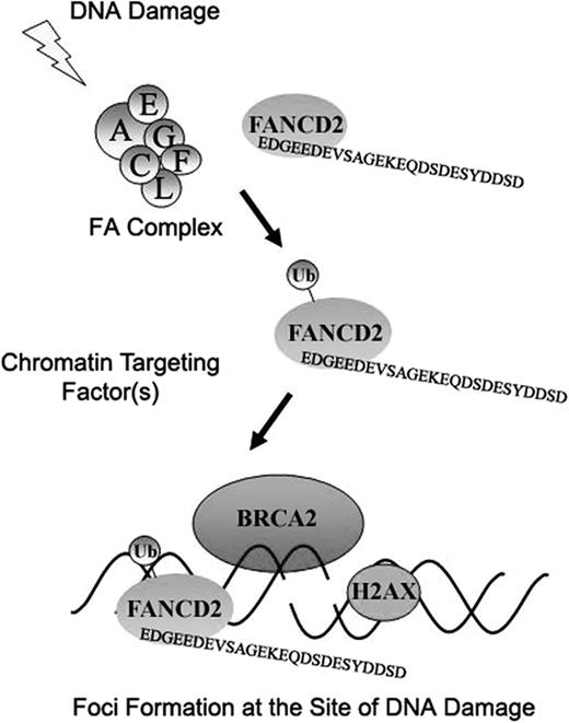 Figure 7. Schematic model indicating the downstream function of the FANCD2 protein in the FA/BRCA pathway. Following cellular exposure to DNA damaging agents (IR or MMC, for example), FANCD2 is monoubiquitinated in an FA complex–dependent manner. Monoubiquitinated FANCD2 is then targeted to the chromatin, perhaps by a chromatin targeting factor. The carboxy terminal EDGE region of FANCD2, required for its functional activity (resistance to MMC), may then interact with other downstream proteins involved in DNA repair. Also, the monoubiquitin moiety of FANCD2 may also interact with other chromatin factors(s) containing a ubiquitin binding domain.