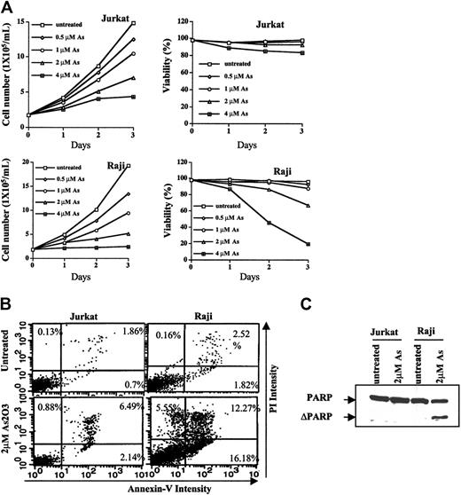Figure 1. Growth inhibition and apoptosis induction by As2O3 in Jurkat and Raji cells. (A) Cell growth rate and viability. Jurkat and Raji cells were treated or untreated with the indicated concentrations of As2O3. Cell concentrations and percentages of viable cells after staining with trypan-blue were determined with the aid of a hematometer. Each value represents the mean ± SD of triplicates. (B) Apoptosis induction. Jurkat and Raji cells were untreated or treated with As2O3, 2 μM, for 3 days. Percentages of apoptotic cells were determined by staining with Annexin V and PI on flow cytometry, as described in “Materials and methods.” (C) Western blot analysis of PARP cleavage. Cells were untreated or were treated with As2O3, 2 μM, for 3 days. Anti-PARP antibody was used to detect the PARP cleavage product, as described in “Materials and methods.”