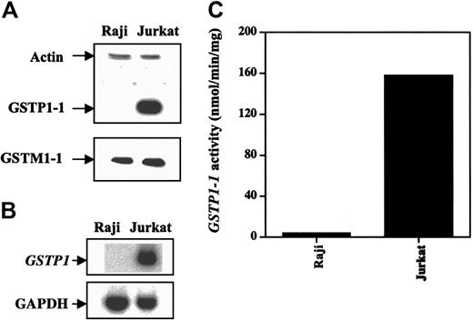 Figure 2. GSTP1 protein GSTP1 and mRNA levels and activity in Raji and Jurkat cells. (A) Western blot analysis of GSTP1-1 and GSTM1-1 proteins. (B) Northern blot analysis of GSTP1 mRNA. (C) GSTP1-1 activity.