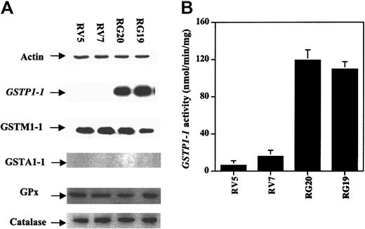 Figure 3. Generation of GSTP1-transfected Raji cell clones. Raji cells were transfected with a PcDNA3.1 plasmid with or without an inserted GSTP1 cDNA sequence. Two clones expressing GSTP1 (RG19 and RG20) and 2 without (RV5 and RV7) were selected by Western blot analysis (A) and activity assays (B), as described in “Materials and methods.”