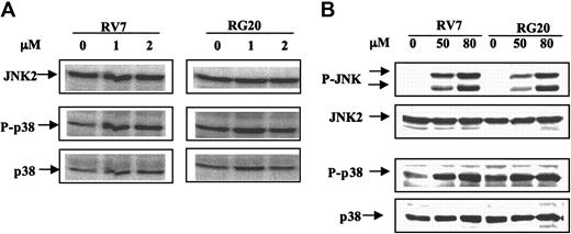 Figure 7. JNK was activated by higher, but not lower, therapeutic concentrations of As2O3, in transfected Raji cells with or without GSTP1 expression. RV7 and RG20 cells were untreated or treated with 1 or 2 μM As2O3 for 24 hours (A) or 50 to 80 μM As2O3 for 2 hours (B). P-JNK, JNK, P-p38, and p38 were detected by Western blot analysis.