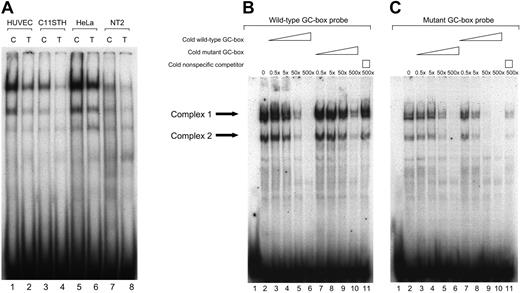 Figure 1. The t-PA –7351C>T enhancer polymorphism affects protein binding affinity. (A) EMSAs were performed following incubation of 32P-labeled wild-type C or mutant T GC-box oligonucleotides with 5 μg nuclear proteins from 4 different human cell lines that are known to express t-PA. (Lanes 1-2) HUVECs; (lanes 3-4) C11STH; (lanes 5-6) HeLa cells; (lanes 7-8) NT2 nuclear extracts; odd lanes (1,3,5,7), wild-type GC-box probe; even lanes (2,4,6,8), mutant GC-box probe. (B-C) Competition and cross-competition EMSA experiments were performed using unlabeled competitor oligomers corresponding to either the C or T allele variant to assess difference in binding affinity of proteins associating with the 2 alleles at the –7351 site. Both wild-type and mutant 32P-labeled GC-box probes were used (B and C, respectively). Arrows to the left indicate the 2 specific complexes. HUVEC nuclear extracts (5 μg) were included in all reactions, except for that in well 1. (B-C, lane 2) Migration patterns produced in the absence of competitor; (lanes 3-6) increasing concentrations of unlabeled oligomers of identical sequence to labeled counterpart (self-competition), 0.1, 1, 10, or 100 ng (approximately 0.5-, 5-, 50-, 500-fold molar excesses); (lanes 7-10) increasing concentrations of the unlabeled variant oligomer (cross-competition of the C and T variant), 0.1, 1, 10, or 100 ng (approximately 0.5-, 5-, 50-, 500-fold molar excesses); (lane 11) 100 ng (500-fold molar excess) of an unlabeled nonspecific competitor. The results indicate a 10-fold greater protein binding affinity to the t-PA –7351C allele compared with the T allele variant.
