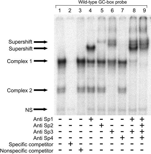 Figure 2. Sp1 and Sp3 bind to the t-PA –7351 site. Nuclear proteins (5 μg) from HUVECs were incubated with the wild-type GC-box probe with or without the addition of antibodies directed against human Sp1, Sp2, Sp3, or Sp4 as indicated. Binding specificity of nuclear proteins with the labeled oligonucleotide was confirmed by addition of excess cold GC-box specific competitor (lane 2) and nonspecific competitor (lane 3). NS indicates nonspecific.
