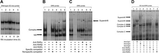 Figure 4. DNA-bound RARβ interacts with Sp1/Sp3 following RA treatment. (A) EMSA was performed following incubation of the wild-type GC-box probe with 2.5 μg nuclear proteins extracted from HUVECs that had been treated with 10–6 M RA for various time periods (0, 4, 6, 8, or 24 hours). The slight increase in complex intensity at 6 hours (A, lane 3) indicates that RA treatment enhances the binding of Sp1 and Sp3 to the t-PA –7351 site. (B-C) Nuclear proteins (15 μg) from nontreated HUVECs (B) and 6-hour RA-treated (10–6 M) HUVECs (5 μg; C) were incubated with a 32P-labeled DR5 oligonucleotide, with or without the addition of antibodies directed against human RARα, RARβ,orRARγ as indicated. Binding specificity of nuclear proteins with the labeled oligonucleotide was confirmed by addition of excess cold DR5-specific competitor (B and C, lane 2) and nonspecific competitor (B and C, lane 3). NS indicates nonspecific. The results show that RARγ binds to the DR5 site and that RARβ is present at the DR5 site during RA-treated conditions. (D) Nuclear proteins (5 μg) from 6-hour RA-treated (10–6 M) HUVECs were incubated with a 32P-labeled GC-box/DR5 oligonucleotide, with or without the addition of antibodies directed against human Sp1, Sp3, Sp4, RARα, RARβ,orRARγ as indicated. Supershifting was performed as described in the “Materials and methods,” except that the RAR antibodies were added prior to that of the labeled oligomer. Lanes 1 and 5 represent control lanes with no added antibodies. Addition of RARβ antibodies (D, lane 7) inhibits formation of the Sp1 and Sp3 containing complexes (complex A, B, and C), suggesting that RARβ is present in combination with Sp1 and Sp3 in these complexes.