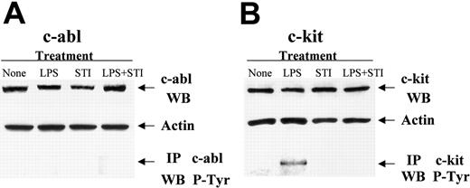 Figure 5. STI-571 inhibits LPS-dependent phosphorylation of c-kit in APCs. PEMs were treated with either LPS (5 μg/mL), STI-571 (10 μM), LPS + STI-571, or left untreated (None) for 24 hours. Then, whole cell lysates were obtained and Western blot and immunoprecipitation studies were performed as indicated in “Materials and methods.” Western blot (WB) and IP studies were repeated 3 times with similar results.