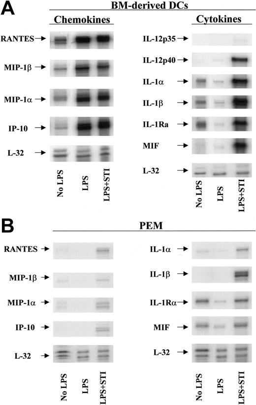 Figure 6. Inflammatory phenotype of STI-571–treated APCs. Bone marrow–derived DCs (A) or PEMs (B) were treated with either LPS (5 μg/mL) or LPS plus 10μM STI-571 for 24 hours. Then total RNA was isolated and RNA protection assay (RPA) was carried out using chemokine and cytokine multiprobe templates according to the manufacturer's protocol (BD Pharmingen). RPA was repeated 3 times with similar results.