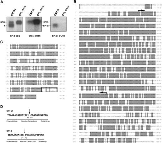 Figure 2. Identification of SPI-CI from CMT93. (A) Total RNA of a CTL clone (line 5) and CMT93 was hybridized on Northern blot with a probe spanning the coding sequence of SPI-6 (left panel). As compared with the CTL clone, an additional band is detected in CMT93 (X). To confirm the expression of SPI-CI in CMT93, Northern blots were incubated with either a probe against the 3′UTR of SPI-6 or a probe against the 3′UTR of SPI-CI (middle and right panels, respectively). (B) Alignment of SPI-CI and SPI-6 DNA sequences. The DNA sequence of SPI-CI shares 80% homology (shaded base pairs) with the DNA sequence of SPI-6. Arrows indicate the start and end of the coding sequence. (C) Alignment of the amino acid sequences of SPI-CI and SPI-6. SPI-CI shows 76% identity (shaded amino acids) with SPI-6. The RCL is boxed. (D) Reactive center loop of SPI-CI, SPI-6, and their predicted amino acid at the P1 position.