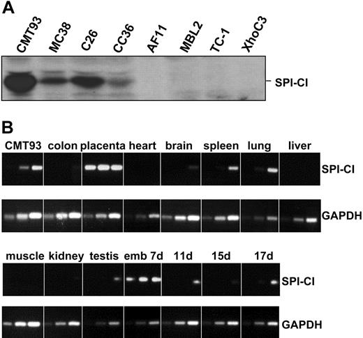 Figure 3. Expression of SPI-CI in tumor and tissue samples. (A) Protein expression of SPI-CI in murine tumor cell lines. Expression was detected by the polyclonal antibody against SPI-CI. (B) Complementary DNA of different murine tissue samples was analyzed by RT-PCR. (Top) SPI-CI PCR for 30, 35, and 40 cycles. (Bottom) GAPDH PCR for 22, 25, and 28 cycles.