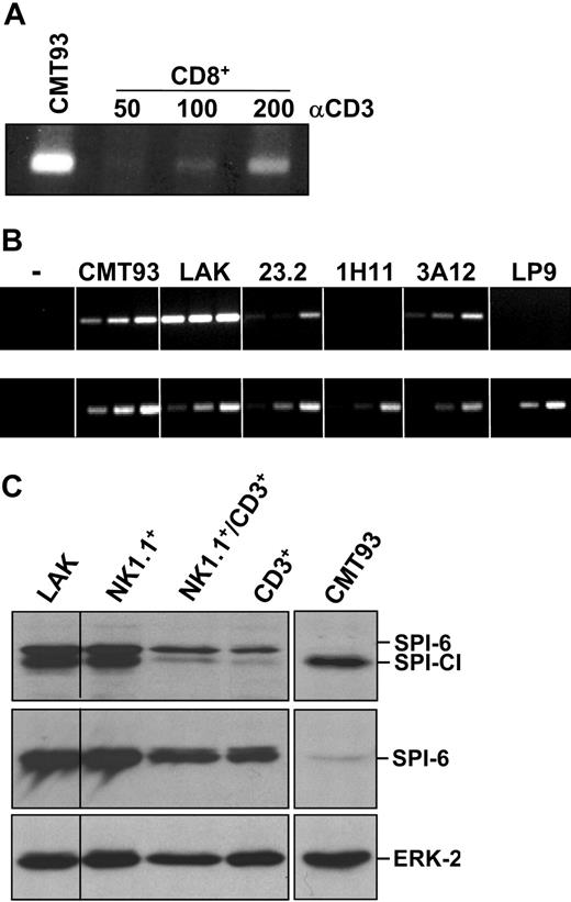 Figure 4. SPI-CI expression in effector cells. (A) Complementary DNA of in vitro–activated CD8+ T cells was analyzed for SPI-CI expression by RT-PCR for 40 cycles. Purified CD8+ T cells were cultured for 24 hours in the presence of the indicated (nanograms per milliliter) amounts of platebound α-CD3 Ab in combination with platebound α-CD28 Ab (5 μg/mL). (B) Complemenatary DNA of LAK cells and several T-cell clones was analyzed for SPI-CI expression by RT-PCR for 30, 35, and 40 cycles (top panel) and GAPDH PCR for 22, 25, and 28 cycles (bottom panel). (C) Expression of SPI-CI and SPI-6 protein in LAK cells. LAK cells were further separated by FACS using cell-specific antibodies into NK, NKT, and T cells and analyzed for SPI-CI (top panel), SPI-6 expression (middle panel), and ERK-2 (bottom panel) expression.