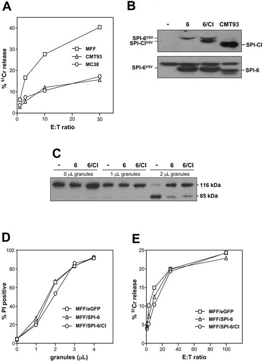 Figure 5. Ectopic expression does not render MFF cells resistant. (A) Target cells were labeled with 51Cr-chromate for 1 hour, loaded with relevant E1B peptide, and incubated with the E1B-specific CTL clone at different effector-target ratios. After 5 hours, the released label was determined, which served as a measure of the percentage of CTL-induced lysis when compared with the control. (B) Ectopic expression of SPI-CI and SPI-6 in MFF cells. Transfected MFF cells were analyzed for SPI-CI (top panel) and SPI-6 (bottom panel) expression. Transfected SPI-6 and SPI-CI are VSV-tagged and therefore migrate slightly more slowly than their endogenous counterparts. (C) Target cells were incubated at 37°C with different concentrations of purified LAK granules. After 1 hour, cells were directly lysed in Laemmli buffer and analyzed for PARP cleavage. (D) Target cells were incubated at 37°C with different concentrations of purified LAK granules. After 1 hour, cells were harvested and membrane integrity was measured using propidium iodide. (E) Target cells were labeled with 51Cr-chromate for 1 hour, loaded with relevant E1A peptide, and incubated with the E1A-specific CTL clone at different effector-target ratios. After 5 hours, the released label was determined, which served as a measure for CTL-induced lysis.