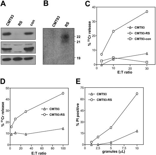 Figure 6. The silencing of SPI-CI and SPI-6 in CMT-93 affects cytolysis. (A) Expression of SPI-CI (top panel), SPI-6 (middle panel), and ERK-2 (bottom panel) after selection of CMT93 lines expressing siRNA constructs against SPI-CI and SPI-6 (RS) or a control vector (con). (B) Northern blot with total RNA from CMT93 and CMT93-RS, probed with the sense 19 nucleotide targeting both SPI-CI and SPI-6. (C) RS-transfected CMT93 (CMT93-RS), control-transfected CMT93 (CMT93-con), and CMT93 were labeled with 51Cr-chromate for 1 hour and incubated with an E1A-specific CTL clone in the presence of the relevant epitope. After 5 hours, the released label was determined, which served as a measure for lysis. (D) CMT93-RS and CMT93 were labeled with 51Cr-chromate for 1 hour and incubated with LAK cells. After 5 hours, the released label was determined, which served as a measure for lysis. Similar data were obtained when CMT-con was tested in comparison with CMT93-RS. (E) CMT93 and CMT93-RS were incubated at 37°C with different concentrations of purified LAK granules. After 1 hour, cells were harvested and membrane integrity was measured using propidium iodide. Similar data were obtained when CMT-con was tested in comparison with CMT93-RS.