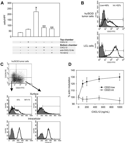 Figure 2. CXCR4 is functional, and its surface expression segregates with B-cell phenotype in hu/SCID tumor cells. (A) Effect of CXCL12 on migration of hu/SCID lymphoma cells. Lymphoma cells were added to the chemotaxis chamber in the presence (+) or absence (–) of the following reagents: 100 ng/mL CXCL12 (SDF-1α), neutralizing anti-CXCL12 Abs (1:100), and TC14012 (1 and 5 μM). Migrated cells were recovered from the lower chamber after 2 hours at 37°C and counted. Results are the mean of 2 separate experiments executed in triplicate (± SD). The single asterisk denotes a significant difference compared with untreated cells (P < .05); 2 asterisks denote a significant inhibition by TC14012 or anti-CXCL12 Abs of the chemotactic properties of CXCL12-stimulated cells (P < .05). (B) Tumor cells were stained with the FITC-conjugated anti-CD23 mAb and the PE-conjugated anti-CXCR4 mAb before being analyzed by cytofluorimetry. The fluorograms represent the expression pattern of CD23 in a representative hu/SCID tumor sample (top) and LCL cells (bottom). (C) The expression of surface and intracellular CXCR4 (upper and lower panels, respectively) in the CD23low (left diagrams) and CD23int (right diagrams) tumor cell subsets is shown. A representative experiment of 3 consecutive experiments is shown. (D) Effect of CXCL12 on actin polymerization in the 2 hu/SCID lymphoma cell subsets. Lymphoma cells were labeled with PE-conjugated anti-CD23 Ab and tested by flow cytometry for CXCL12-induced cytoskeleton rearrangement. Results (mean ± SD from 2 experiments) show the kinetics of actin polymerization following addition of different concentrations of CXCL12; 100% corresponds to the baseline level.