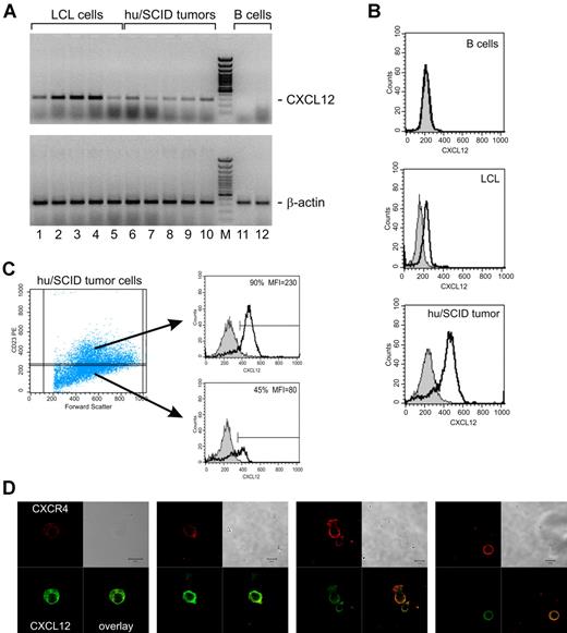 Figure 3. CXCL12 expression in EBV-transformed B cells and its segregation with B-cell phenotype. (A) The expression of CXCL12 and β-actin in LCL cells and hu/SCID tumor cells was evaluated by RT-PCR. Representative results from 5 LCLs and 5 hu/SCID tumors are shown. Lane M corresponds to 50-bp molecular weight marker. Lanes 12 and 13 correspond to a representative case of purified resting B cells and to the same B cells after 48 hours of in vitro stimulation with anti-CD40/IL-4, respectively. (B-C) The intracellular expression of CXCL12 in LCL cells and hu/SCID tumor cells was evaluated by cytofluorimetric analysis. (B) The fluorograms (from top to bottom) show normal B cells not expressing CXCL12, LCL cells, and hu/SCID tumor cells. (C) The expression of CXCL12 in the CD23low (lower right) and CD23int (upper right) tumor cell subsets is shown. A representative experiment of 3 consecutive experiments is shown. (D) Confocal microscopic analysis evaluating the coexpression of surface CXCR4 and intracellular CXCL12 in hu/SCID tumors. Cells were fixed, stained with anti-CXCR4 Ab, and subsequently permeabilized before incubation with anti-CXCL12 Ab. The signal for CXCR4 is shown in red, while the CXCL12 signal is in green. Areas of colocalization are shown in yellow.