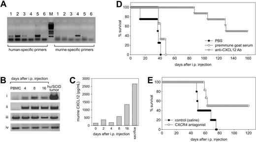 Figure 6. Expression of the CXCL12/CXCR4 axis in vivo following PBMC transfer to SCID mice and effects of CXCL12 and CXCR4 neutralization in vivo. (A) The specificity of our primer pairs for human and murine CXCL12 was evaluated on human and murine samples. A band corresponding to human CXCL12 was detected only on human samples: HUVECs (lane 1), MRC-5 (lane 2), human microvascular endothelial cells (lane 3), and LCLs (lane 5) but not on murine tissues such as the peritoneal membrane (lane 4). Conversely, primers specific for murine CXCL12 gave a band only on murine tissues (lane 4). Lane 6 corresponds to the water control. (B) The expression of CXCL12 and CXCR4 in cells recovered from the peritoneal cavity of SCID mice injected with PBMCs from EBV-positive donors was evaluated by RT-PCR. The cells were analyzed before and after various time intervals following intraperitoneal injection for the expression of human CXCL12 (i), murine CXCL12 (ii), human CXCR4 (iii), and β-actin (iv). The first left lane corresponds to the profile obtained with freshly isolated PBMCs; the last lane corresponds to a hu/SCID tumor sample. (C) Expression of murine CXCL12 as evaluated by ELISA in the peritoneal washings obtained at various time intervals following PBMC transfer in SCID mice. (D-E) Effect of CXCL12 and CXCR4 neutralization on tumor growth. Freshly isolated hu/SCID tumor cell suspensions were injected intraperitoneally into naive SCID mice. (D) Mice were treated with intraperitoneal injections of goat anti-CXCL12 Ab, PBS, or heat-inactivated goat preimmune serum every day for 3 weeks starting from the day after cell transfer. The effect of anti-CXCL12 Ab and treatment on lymphoma development was assessed by effects on survival. Five to 8 mice were included in each experimental group, and the experiment was repeated twice. (E) In another group of animals following PBMC transfer, Alzet pumps releasing the CXCR4 antagonist 4F-benzoyl-TN14003 were implanted subcutaneously and changed every 2 weeks for a total of 2 implants. The effect of treatment with 4F-benzoyl-TN14003 on lymphoma development was assessed by effects on survival and tumor dissemination. Six to 8 mice were included in each experimental group.