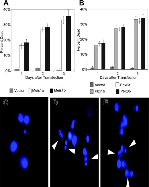 Figure 1. Overexpression of Meis1 and Pbx proteins induces apoptosis. Human Reh cells were transiently transfected with constructs expressing murine Meis1a or Meis1b or the murine Pbx proteins Pbx1b, Pbx3a, and Pbx3b by calcium-phosphate transfection. Cells were counted by trypan blue–dye exclusion assay at 1-day intervals after transfection. (A) Percentages of cell death were assayed at 1, 2, and 3 days after transfection for cells transiently transfected with Meis1a or Meis1b isoforms or with empty vector. Percentages of mock-transfected cultures were arbitrarily set to 0 to normalize data. Results are pooled means and standard deviations of 3 trials consisting of 3 replicate samples. (B) Percentages of cell death for cells transiently transfected with Pbx1b, Pbx3a, Pbx3b, or empty vector. (A-B) Transfection efficiency, 39%. (C-E) DAPI staining of transiently transfected cells. (C) Vector-transfected cells display uniform nuclear staining. (D-E) Murine Meis1b- and Pbx1b-transfected cells exhibit staining of condensed nuclear material, characteristic of apoptosis (arrows).