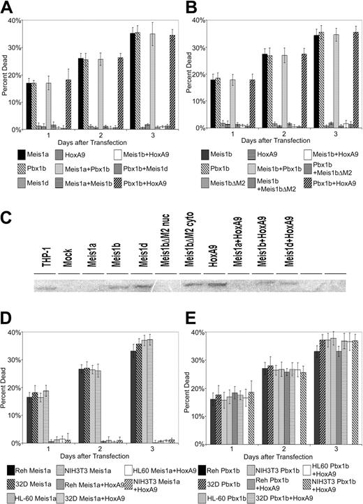 Figure 3. Ability of Meis1 to induce apoptosis is dependent on the presence of the HD and of the Pbx-interaction motif. (A) Reh cells were transfected with murine Meis1a, murine Meis1d (lacking the HD), or murine Pbx1b alone or in all possible cotransfection combinations. Total amounts of DNA were kept constant by transfecting empty vectors with single transfections. Results are pooled means and standard deviations of 3 separate experiments consisting of 3 replicate samples. Transfection efficiency, 38%. (B) Reh cells were transfected with murine Meis1b, murine Meis1bΔM2 (lacking the Pbx-interaction motif), or murine Pbx1b alone or in all possible cotransfection combinations. Transfection efficiency, 36%. (C) Nuclear extracts from transiently transfected Reh cells were separated on a 10% SDS-PAGE gel, blotted onto PVDF membrane, and probed with a polyclonal Meis1 antibody (78-5) directed at an epitope at the Meis1 N-terminus. THP-1 nuclear extract was used as a positive control for Meis1 expression, whereas mock-transfected Reh nuclear lysate was used to indicate baseline expression in Reh cells. Cytoplasmic extracts were used for cultures transfected with Meis1bΔM2 because this protein was expected to remain in the cytoplasm. (D) Murine Meis1a was transfected into human Reh lymphoblastoma cells, human HL-60 promyelomonocytic cells, murine 32Dcl3 pre–B-cell leukemia, and murine NIH3T3 fibroblasts. Apoptosis was scored as previously described with the exception of NIH3T3 cells, for which detached cells in the media were collected and added to trypsinized cells for the purpose of trypan blue counting. (E) Murine Pbx1b was transfected into the 4 cell types described in panel D. (D-E) Transfection efficiencies: Reh, 39%; HL-60, 36%; 32D, 37%; NIH3T3, 32%