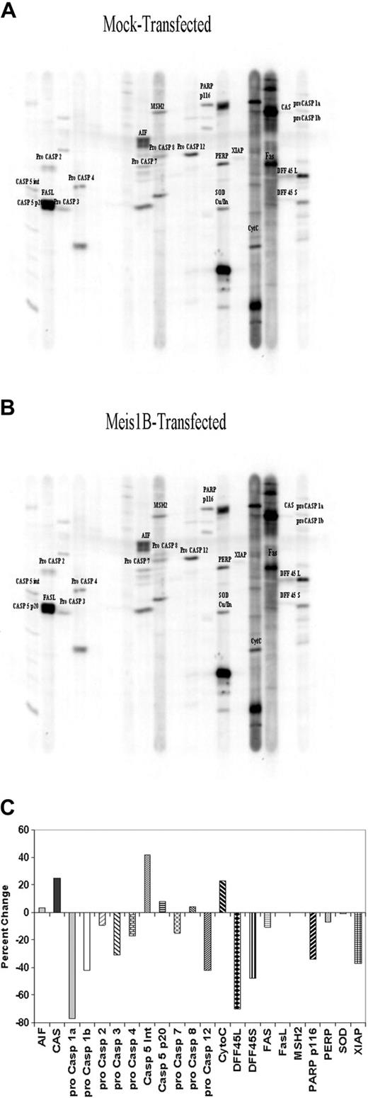 Figure 4. Kinexus apoptosis screen shows multiple changes in protein levels. Western blots of mock-transfected (A) and Meis1b-transfected (B) protein lysates. Each lane was probed with up to 3 different specific primary antibodies followed by incubation with the appropriate secondary antibody and was visualized using enhanced luminescence. (C) Protein expression levels from lysates derived from mock-transfected and murine Meis1b-transfected cells were analyzed from SDS-PAGE gels probed with multiple apoptosis protein-specific antibodies. Band intensities were measured for each protein. The analysis algorithm used is based on the assumption that equal levels of loaded protein will have equal intensities. In generating the final report, the algorithm determines the total counts on each blot and corrects each band's count such that the resultant total counts on the blots equal the total average counts among all blots. Levels of mock-transfected samples were arbitrarily set to 0 for each protein and were compared with Meis1b-transfected samples. Graph shows the percentage difference from the mock sample. Transfection efficiency, 36%.