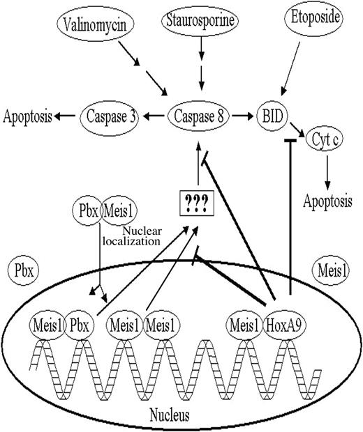 Figure 7. Generalized pathway showing various possible interactions of Meis1, Pbx, and HoxA9 in the induction and suppression of apoptosi