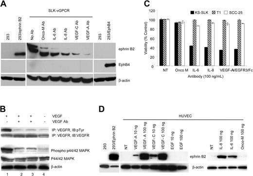 Figure 4. Ephrin B2 regulation by KS growth factors. (A) Inhibition of ephrin B2 in KS-SLK-vGPCR stable cell lines by neutralizing antibodies. Cells were cultured in full growth medium and exposed to antibodies as indicated in the figure (100 ng/mL) for 36 hours before collection and lysis for Western blot. Membranes were sequentially probed with antibody to ephrin B2, EphB4, and β-actin. Cell line 293 does not express ephrin B2 or EphB4 and serves as a negative control. Positive controls are 293 transiently transfected with either full-length ephrin B2 or EphB4 expression vectors (293/ephrin B2 and 293/EphB4, respectively). MAb indicates oncostatin M monoclonal antibody. (B) Immunoblots (IB) of protein extracts of KS-SLK cells were serum-starved for overnight and then treated with VEGF alone (25 ng/mL; lane 1), VEGF and VEGF antibody (50 ng/mL) premixed for 10 minutes and 20 minutes (lanes 2 and 3, respectively), or media alone (lane 4) for 20 minutes. (Top) Equal amounts of proteins from these samples were immunoprecipitated (IP) with VEGFR-2 antibody (50 ng/mL) on protein G sepharose and probed for antiphosphotyrosine monoclonal antibody (pTyr). The same blot was stripped and then probed for VEGFR-2. (Bottom) Lysates were also loaded directly and sequentially probed for p44/42 MAP kinase, phospho-p44/42 MAP kinase, and β-actin. (C) Cell viability assay in KS-SLK, T1 fibroblasts, and SCC-25 squamous cell carcinoma cells treated with neutralizing antibodies used in panel A. Note that VEGF-C antibody is not verified as neutralizing, instead VEGFR3/Fc chimera was used as a soluble decoy receptor to block VEGF-C binding to cells. Viability was measured by MTT after 48-hour exposure to antibodies or Fc fusion. Shown are means ± SEM of triplicate determinations. (D) Induction of ephrin B2 in HUVECs. Cells were cultured in EBM-2 (endothelial basal medium) supplemented with 5% FCS. This medium lacks the additional growth factors provided for EGM-2 (endothelial growth medium; see “Patients, materials, and methods” for details) in which HUVECs are routinely cultured. Individual growth factors were added as indicated and the cells harvested after 36 hours. Quantity of protein loading and transfer was determined by reprobing the membranes β-actin monoclonal antibody. NT indicates no treatment; and Onco-M, oncostatin-M.